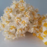 دنبه تازه گوسفند