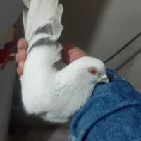 کبوتر هلندی سوتابی ماده ایستیرم