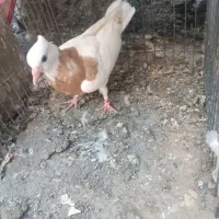 کبوتر رودان|پرنده|میناب, |دیوار