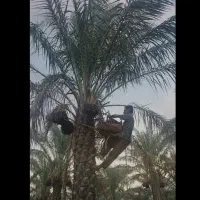 باغبانی در نخلستان|خدمات باغبانی و درختکاری|اهواز, غیزانیه|دیوار