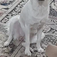 نژاد راسلی تیلر باهوش