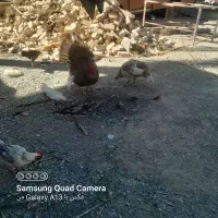 بوقلمون نر وماده یه جفت|حیوانات مزرعه|هیدوچ, |دیوار