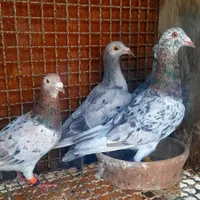 کوهی هفت رنگ و شیرازی سرخ کاکل و دم چتری وکینگ|پرنده|اهواز, منبع اب|دیوار