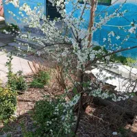 ویلا تمیز سویت مرتب کارت ملی هوشمند الزامی