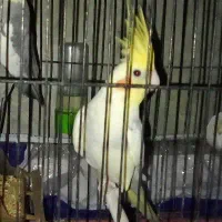 عروس نر مرواریدی|پرنده|مینودشت, |دیوار