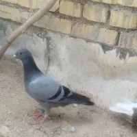 ماده سبز مقام دار