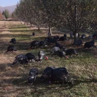 بوقلمون محلی|حیوانات مزرعه|نالوس, |دیوار