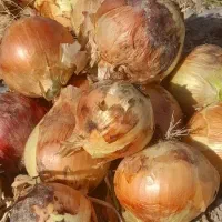 پیاز کله درشت کبابی