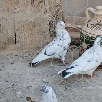 یه جفت دهن جور|پرنده|هشتگرد, تهران دشت|دیوار