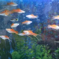 سوارتیل|ماهی|شاهرود, |دیوار