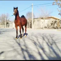 اسب کره نریون