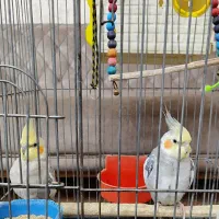 عروس هلندی|پرنده|خمینیشهر, |دیوار