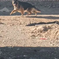 واگذاری سگ ژرمن