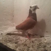 شازده نر تای گوز اوچان