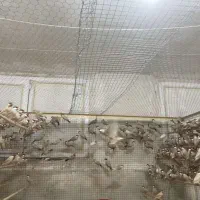 فروش فنج نرگسی شکلاتی