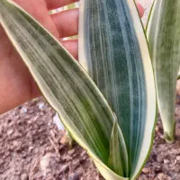 گل سانسوریا پتوس|گل و گیاه طبیعی|محمدیه-قزوین, |دیوار