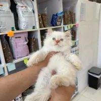 بچه گربه های مجموعه ایران کتز iran cats|گربه|بوشهر, |دیوار