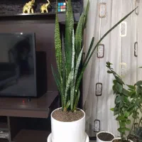 گل های آپارتمانی|گل و گیاه طبیعی|شاهین‌شهر, مسکن مهر|دیوار