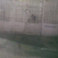 یه دربند مغازه فلکه دروازه قوچان واقع در کوچه نور