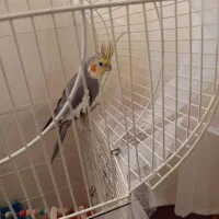 پرنده تزیینی