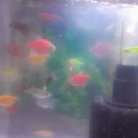 فروش ماهی اکواریوم تزئینی تک و تعداد|ماهی|پاکدشت, پاکدشت (مامازند)|دیوار