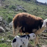 قوچ بروجردی اصل اصیل|حیوانات مزرعه|کلاله, |دیوار