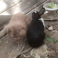 یک جفت خرگوش