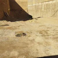 فروش-زمین-مسکونی-تفت