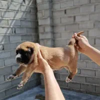 واگذاری سگ سرابی