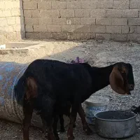 دوتا بز گم شده