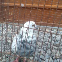 ی کبوتر غریب نشون دار|پرنده|بابل, |دیوار