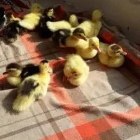 جوجه مرغ آبی