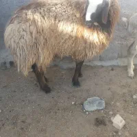 فروش قوچ ومیش