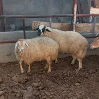 ۵عدد گوسفند دامازدیخ