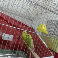 مرغ عشق ریمبو یا اسپانگل|پرنده|زرقان, |دیوار