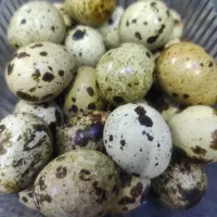 تخم بلدرچین