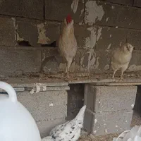 مرغ و خروس ریشی و سفید چهل تاج