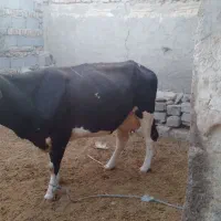 گاو شیری|حیوانات مزرعه|زابل, |دیوار