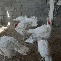 فروش بوقلمون|حیوانات مزرعه|صحنه, |دیوار