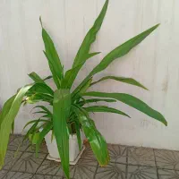 گل یو کا ازنوع سنبل ابی زینتی|گل و گیاه طبیعی|دورود, |دیوار