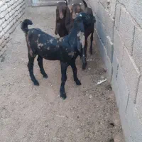 بزغاله ۳قلوپاکستانی اصل ۲تاماده یه دونه نر|حیوانات مزرعه|بروجن, |دیوار