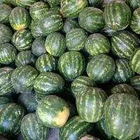 هندوانه بیضی شیرین