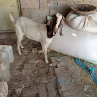 بز پاکستانی|حیوانات مزرعه|حمیدیا, |دیوار