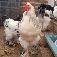 زینتی، گلین، لهستانی بلو، برهما|حیوانات مزرعه|رودسر, |دیوار