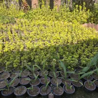 شمشاد طلایی و سبز