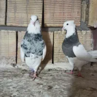 طوقی کاکلی..کفتر کبوتر