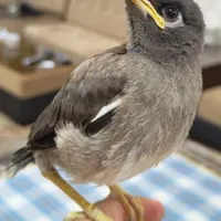 جوجه مینا ۳۰ روزه