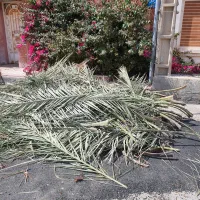 کپو بافی و برگ های تازه نخل