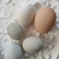 تخم گلین ، آرکانا نطفه دار