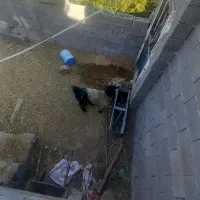 بز خوب|حیوانات مزرعه|رامهرمز, |دیوار